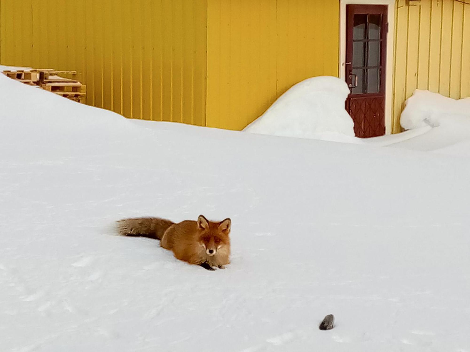 Kongsfjord Holiday Home Екстериор снимка
